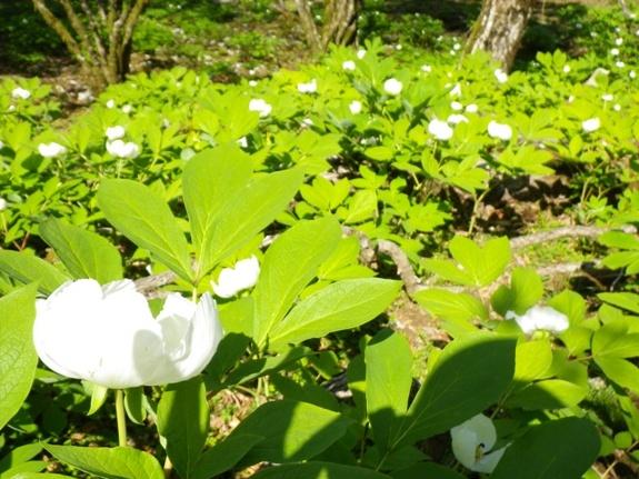 咲き誇るヤマシャクヤク！！これが見たかったんです！